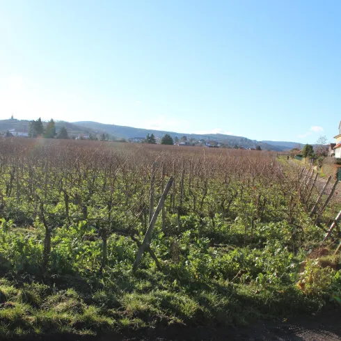 Fronhof_1 (© Stadt Bad Dürkheim)