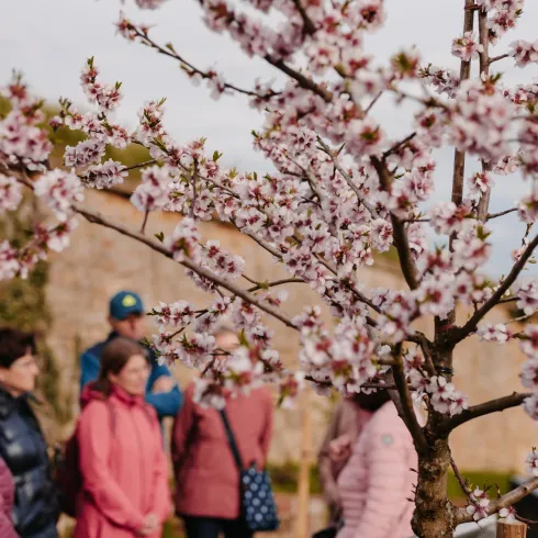 Eine Gruppe von Menschen steht vor einem blühenden Kirschbaum. Die zarten rosa Blüten strahlen Frühlingsstimmung aus.