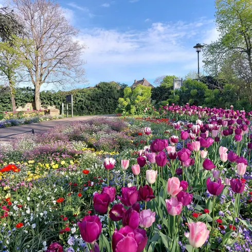 Kurpark Tulpen (© Petra Petry)