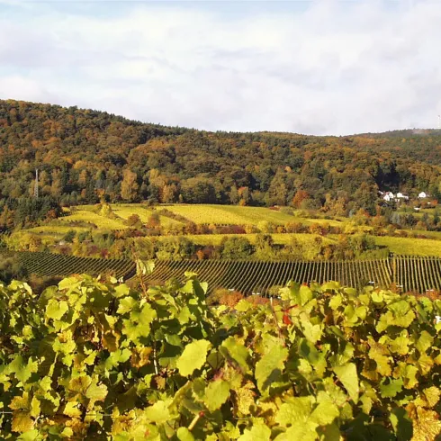 Eine malerische Weinlandschaft mit bunten Herbstblättern. Die sanften Hügel und Weinreben schaffen eine ruhige Atmosphäre.