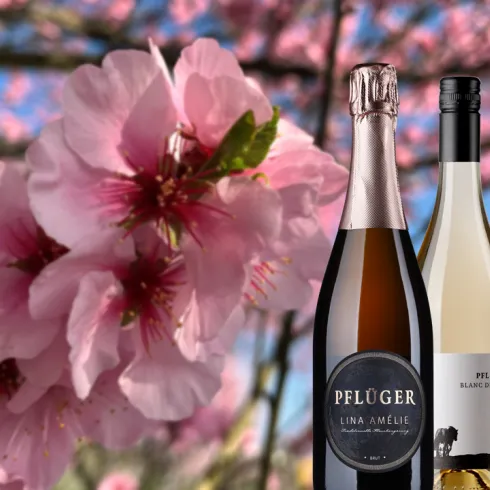 VinoLumino im Weingut Pflüger