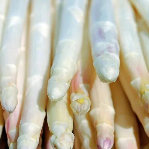 Frische weiße Spargelstangen liegen übereinander. Sie sind zart und uniform, mit violetten Spitzen.