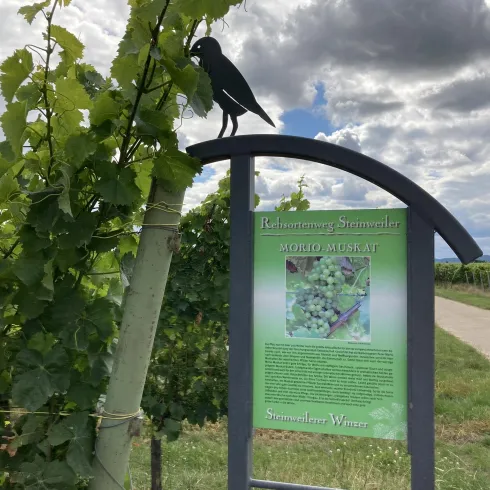 Rebsortenweg Steinweiler, Infotafel Morio-Muskat