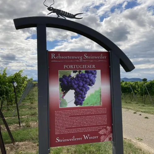 Ein Schild im Weinberg zeigt die Rebsorte „Portugieser“. Im Hintergrund sind Weinreben und ein bewölkter Himmel zu sehen.