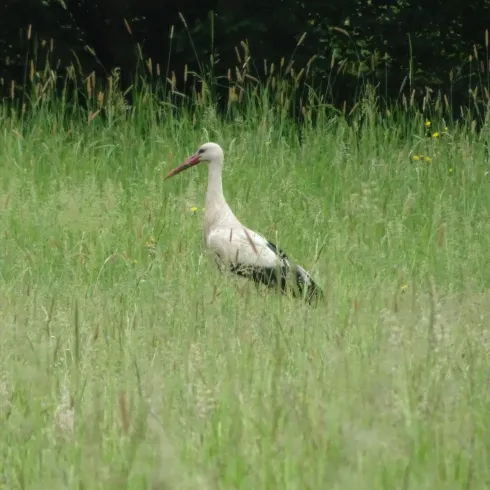 Wiese mit Storch
