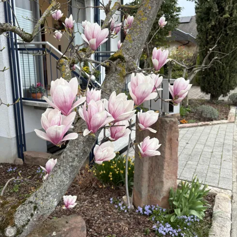 Eine Magnolie mit rosa Blüten blüht vor einem Haus. Im Hintergrund sind weitere Pflanzen und ein gepflasterter Weg zu sehen.