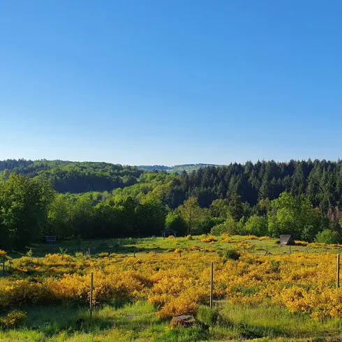 Eine weite, grüne Landschaft mit bunten gelben Blumen und einem blauen Himmel. Im Hintergrund sind hohe Bäume und sanfte Hügel zu sehen.