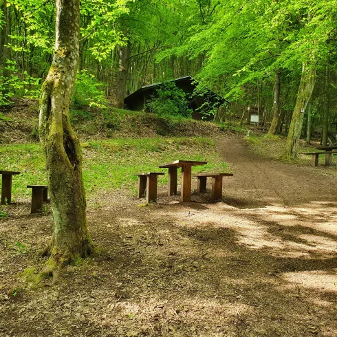 Ein ruhiger Wald mit Holzplätzen und viel grünem Laub. Der Weg ist gut sichtbar und lädt zum Verweilen ein.