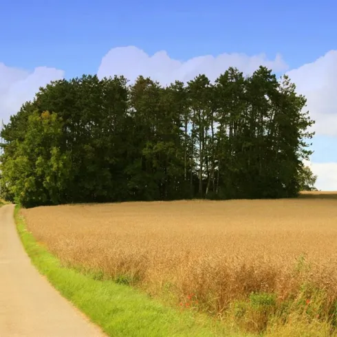 Ein ruhiger Weg führt durch ein Feld mit reifen, goldenen Ähren. Am Ende des Weges befindet sich eine Baumgruppe unter einem blauen Himmel.