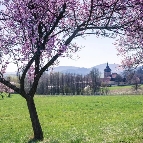 Blühende Kirschbäume stehen auf einer grünen Wiese. Im Hintergrund sind Berge und eine schöne Landschaft zu sehen.