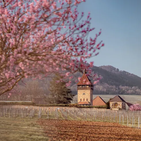Eine malerische Landschaft mit blühenden Bäumen und einem kleinen Schloss im Hintergrund. Im Vordergrund sind Weinreben zu sehen, die in der sanften Morgensonne liegen.