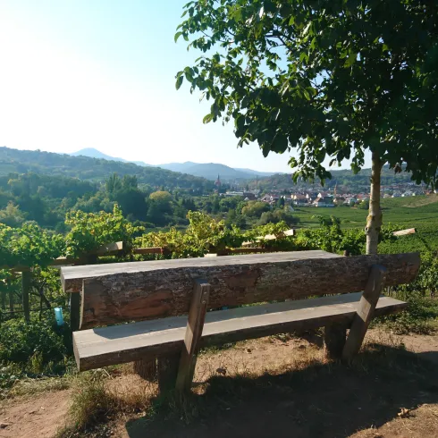 Eine Holzbank steht unter einem Baum mit Blick auf Weinberge und ein kleines Dorf im Hintergrund. Die Landschaft ist grün und sonnig.