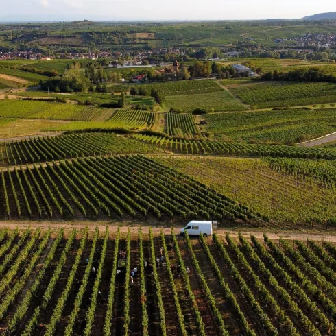 Eine weite Weinlandschaft mit Reihen von Reben und sanften Hügeln. Im Vordergrund steht ein Lieferwagen auf einem Feldweg.