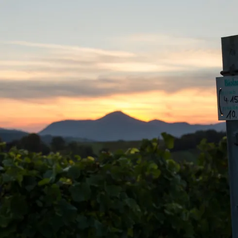 Weinberge bei Siebeldingen bei Sonnenuntergang