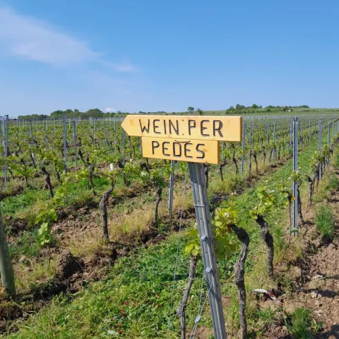 Wegweiser WeinperPedes