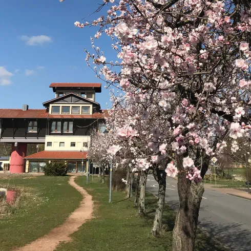 Mandelbäume am Haus der Deutschen Weinstraße