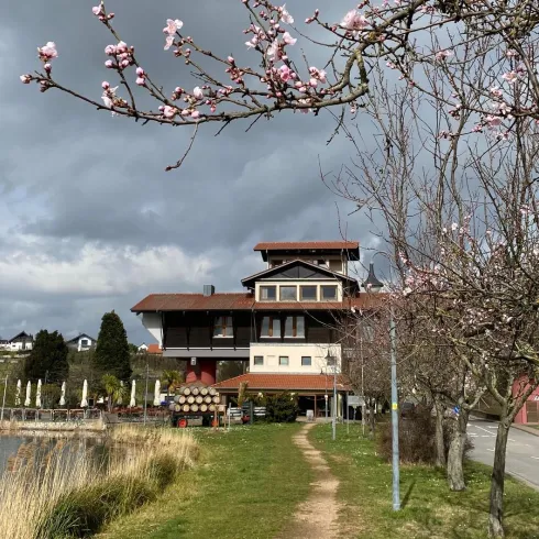 HausderDeutschenWeinstrasse_Mandelblüte_quer