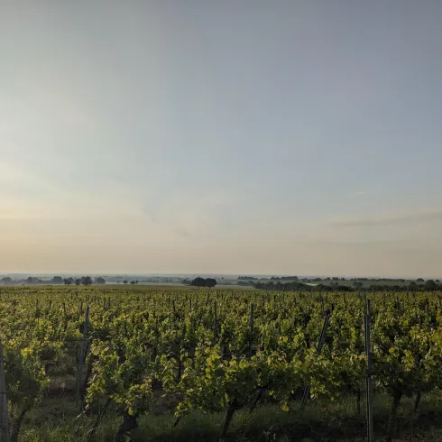 Ein weitläufiger Weinberg im Sonnenlicht. Die grünen Reben erstrecken sich bis zum Horizont unter einem klaren Himmel.