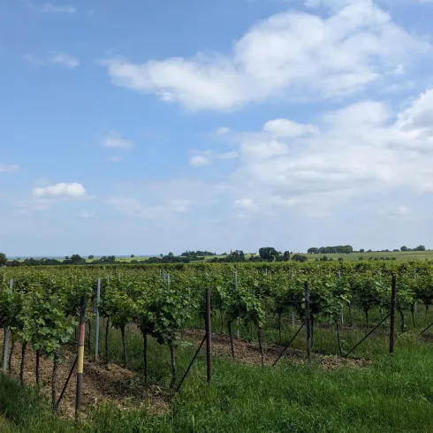 Ein malerischer Weinberg mit Reihen von Reben und grünem Gras. Der Himmel ist klar mit einigen Wolken.