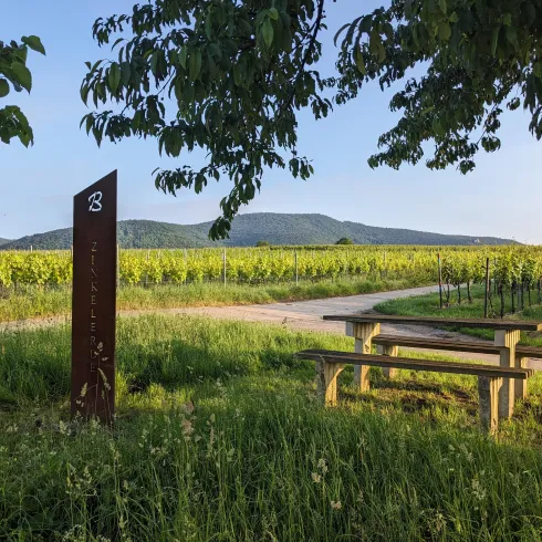 Ein malerischer Weinberg mit einer Holzbank und einem gepflegten Weg. Im Hintergrund sind sanfte Hügel und ein klarer Himmel zu sehen.