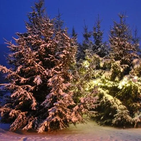 Spirkelbacher Weihnachtswald (© OG Spirkelbach)