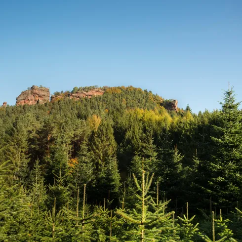 Felsmassiv mit Bäumen davor im Sonnenschein