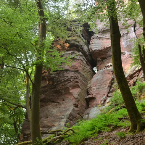 Buchholzfelsen Bild 2 (© Verein SÜW Annweiler, Axel Brachat)