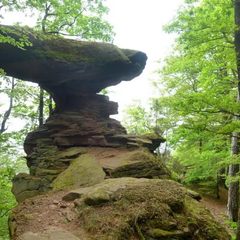 Eine beeindruckende Felsformation im Wald, die wie ein großer Tisch aussieht. Umgeben von grünen Bäumen und einem schmalen Pfad.