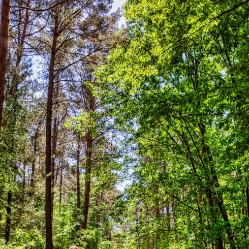 Eine Gruppe von vier Personen wandert auf einem Waldweg. Die Umgebung ist grün und sonnig, mit vielen Bäumen.
