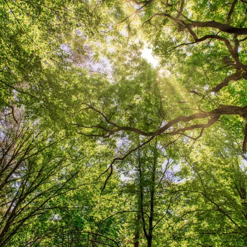 Ein Blick durch die Baumkronen in einem dichten Wald. Sonnenstrahlen durchdringen das grüne Blätterdach.