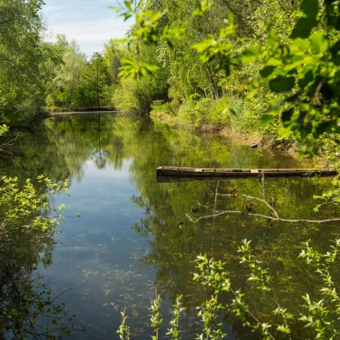 Ein ruhiger Gewässerlauf umgeben von grünen Bäumen und Sträuchern. Die spiegelglatte Oberfläche reflektiert die Natur.