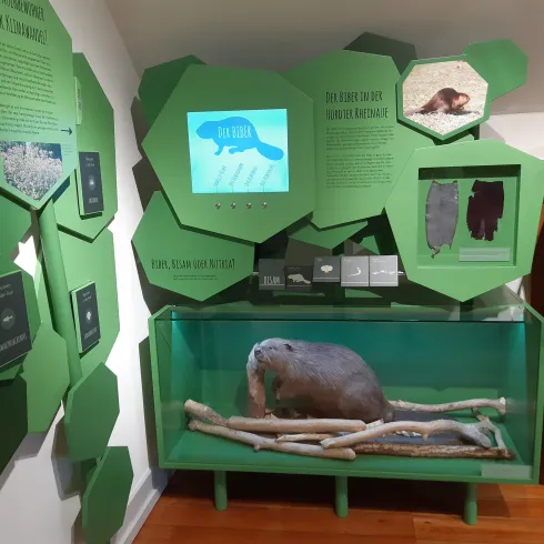 Eine Ausstellung mit Informationen über Biber. Im Vordergrund sieht man ein Biber-Modell in einem Gehäuse mit Stöcken und grünen Wänden.