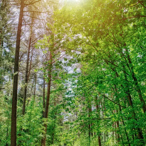 Eine Gruppe von Menschen wandert auf einem schmalen Weg durch einen grünen Wald. Die Sonne scheint durch die Bäume und schafft eine helle, freundliche Atmosphäre.