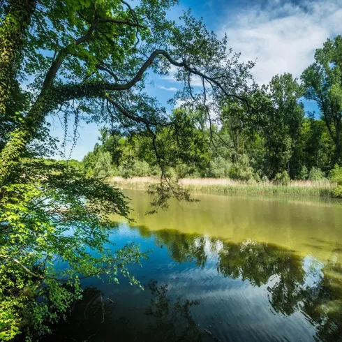 Ein ruhiger Fluss mit spiegelndem Wasser und grünen Bäumen. Die Szenerie strahlt eine friedliche Naturatmosphäre aus.