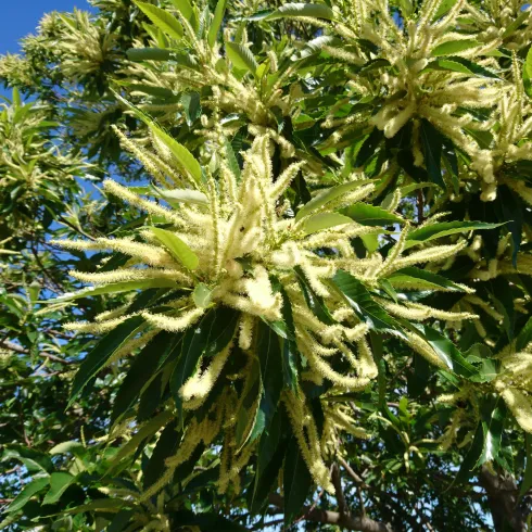 Ein blühender Baum mit langen, leuchtend gelben Blüten und grünem Laub. Der klare blaue Himmel bildet einen schönen Hintergrund.