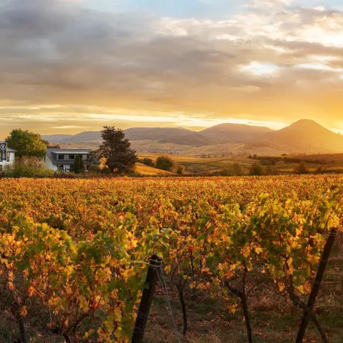 Weingut Tina Paffmann