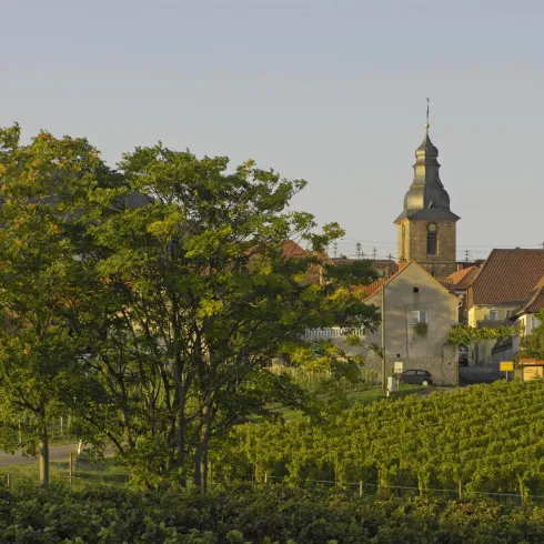 Eine malerische Dorfansicht mit Weinbergen und einer alten Kirche. Im Vordergrund steht ein großer Baum, der Schatten bietet.