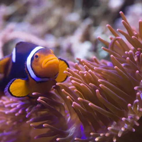 Ein lebendiger Clownfisch schwimmt zwischen bunten Meeranemonen. Die Unterwasserwelt ist farbenfroh und faszinierend.