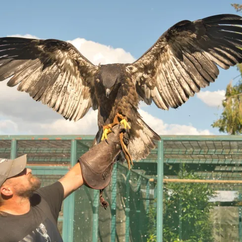 Ein Mann hält einen großen Vogel mit ausgebreiteten Flügeln. Im Hintergrund sind Gitter und Bäume sichtbar.