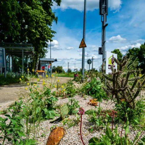 Eine grüne Fläche am Straßenrand mit verschiedenen Pflanzen und Kakteen. Im Hintergrund sind Verkehrssignale und ein Busbahnhof sichtbar.