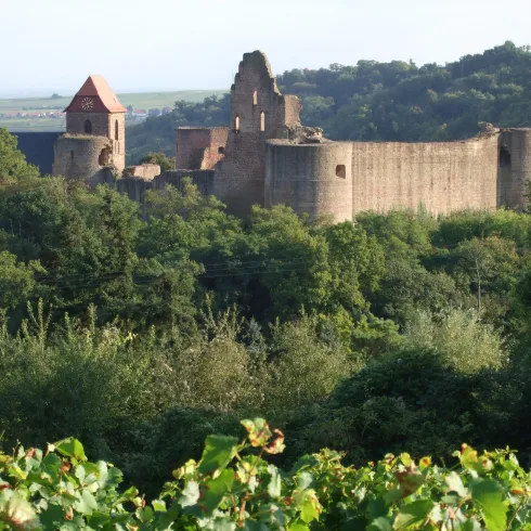 Eine alte Burg, umgeben von Bäumen und Weinreben. Die Ruine zeigt mehrere Türme und eine beeindruckende Mauer.