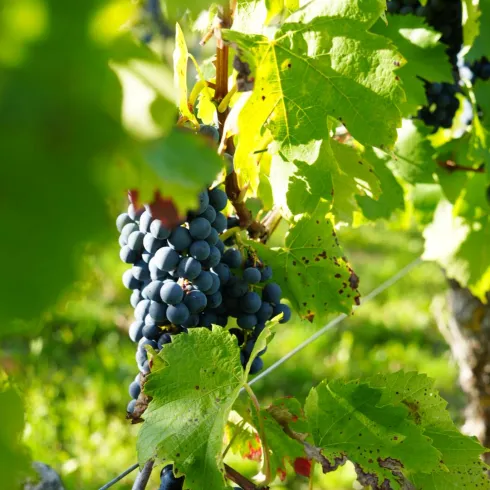 Ein Weinberg mit reifen blauen Trauben und frischen grünen Blättern. Die Sonne scheint auf die Trauben und das gesunde Laub.