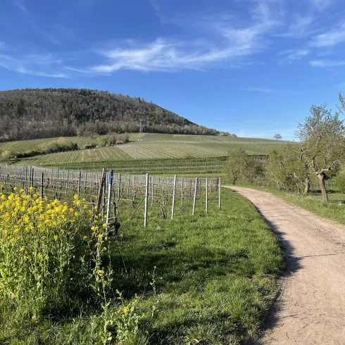 Eine malerische Landschaft mit Weinbergen und einem sanften Hügel. Der Weg führt durch grüne Wiesen und blühende Pflanzen.