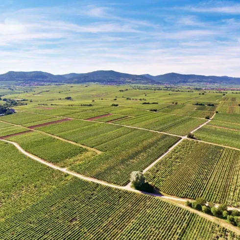 Eine große Weinlandschaft mit grünen Weinreben unter einem klaren blauen Himmel. Im Hintergrund sind sanfte Hügel zu sehen.