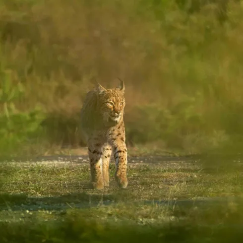 Ein Luchs läuft durch eine grüne Landschaft. Die Umgebung ist leicht verschwommen und der Luchs wirkt aufmerksam.