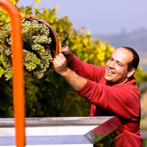 Ein fröhlicher Mann erntet Trauben in einem Weinberg. Im Hintergrund sind weitere Arbeiter und grüne Weinreben zu sehen.