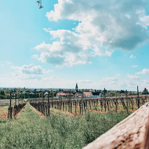 tolle Aussicht oberhalb von Landau-Arzheim