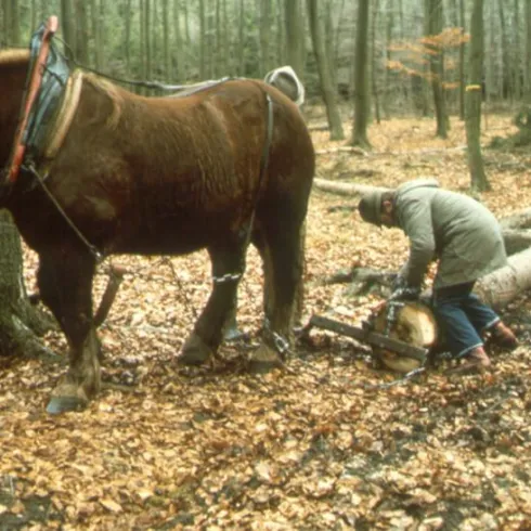 Ein Pferd steht im Wald und zieht eine gefällte Baumstamm. Ein Mensch arbeitet mit einer Motorsäge inmitten von herbstlichem Laub.