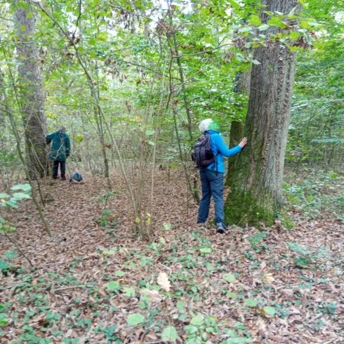 Zwei Personen stehen im Wald zwischen Bäumen und Laub. Eine Person untersucht einen Baumstamm, während die andere sich im Hintergrund aufhält.