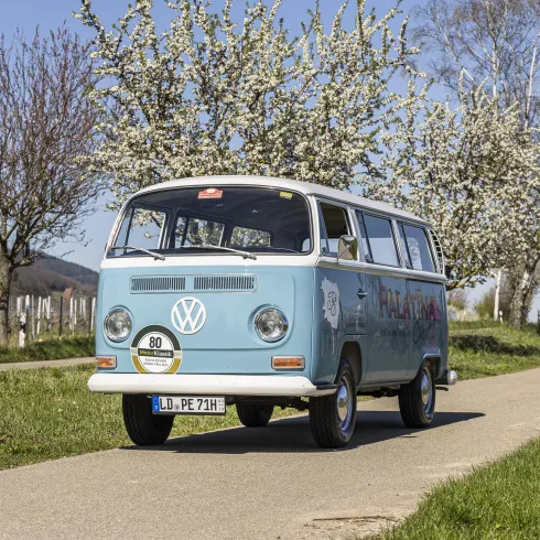 Ein blauer Volkswagen-Bus fährt auf einem Weg entlang blühender Mandelbäume.